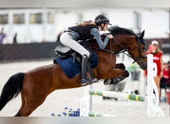 Pony deportivo checo, Caballo castrado, 12 años, 148 cm, Castaño