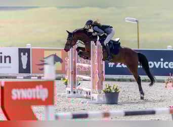 Pony deportivo checo, Caballo castrado, 13 años, 148 cm, Castaño
