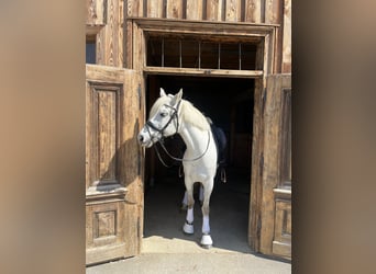 Pony deportivo checo, Caballo castrado, 14 años, 147 cm, Tordo rodado