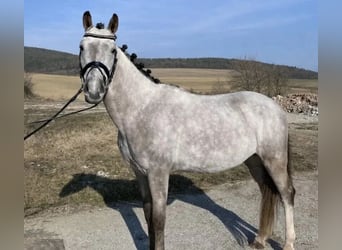 Pony deportivo checo, Caballo castrado, 5 años, 143 cm, Tordo