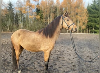 Pony deportivo checo, Semental, 7 años, 142 cm, Buckskin/Bayo