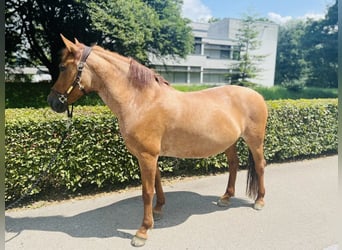 Pony deportivo checo, Yegua, 10 años, 143 cm, Alazán
