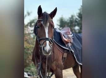 Pony deportivo checo, Yegua, 11 años, 144 cm, Alazán-tostado