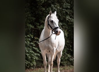 Pony deportivo checo, Yegua, 11 años, 145 cm, Tordo