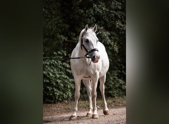 Pony deportivo checo, Yegua, 11 años, 145 cm, Tordo