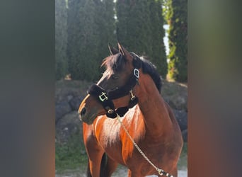 Pony deportivo checo, Yegua, 12 años, 158 cm, Castaño