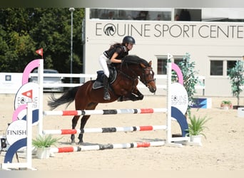 Pony deportivo checo, Yegua, 13 años, 134 cm, Castaño