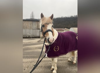 Pony deportivo checo, Yegua, 14 años, 143 cm, Cremello