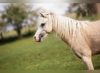 Pony deportivo checo, Yegua, 5 años, 122 cm, Palomino