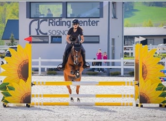 Pony deportivo checo, Yegua, 9 años, 140 cm, Castaño