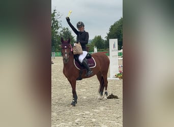 Pony deportivo checo, Yegua, 9 años, 140 cm, Castaño