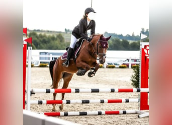 Pony deportivo checo, Yegua, 9 años, 140 cm, Castaño