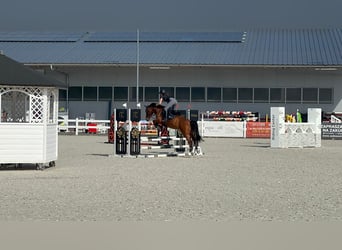 Pony deportivo checo, Yegua, 9 años, 140 cm, Castaño