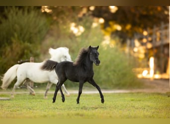 Pony Falabella, Giumenta, 1 Anno, Morello