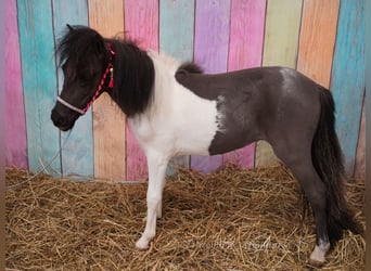 Pony Falabella, Giumenta, 2 Anni, 74 cm