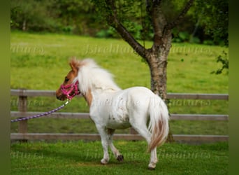 Pony Falabella Mix, Giumenta, 2 Anni, 74 cm, Tobiano-tutti i colori
