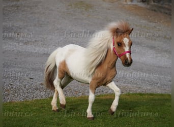 Pony Falabella Mix, Giumenta, 2 Anni, 74 cm, Tobiano-tutti i colori