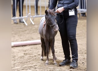Pony Falabella, Giumenta, 3 Anni