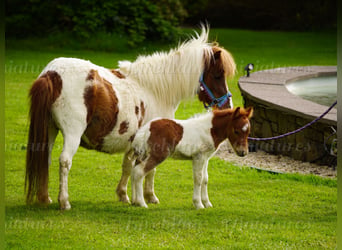 Pony Falabella Mix, Giumenta, 5 Anni, 79 cm