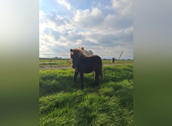 Pony Falabella, Giumenta, Puledri (04/2026), Baio scuro