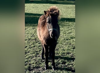 Pony Falabella, Stallone, Puledri (04/2026), 70 cm, Baio nero