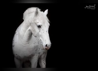 Pony Felinski, Caballo castrado, 4 años, 140 cm, Atigrado/Moteado