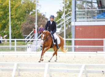 Pony Felinski, Caballo castrado, 4 años, 144 cm, Alazán
