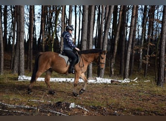 Pony Felinski, Caballo castrado, 4 años, 147 cm, Bayo