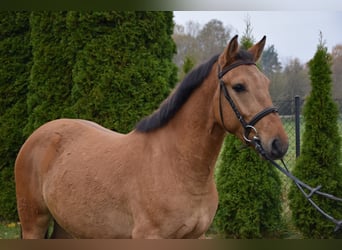 Pony Felinski, Caballo castrado, 4 años, 147 cm, Bayo
