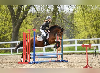 Pony Felinski, Caballo castrado, 6 años, 143 cm, Castaño