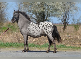Pony Felinski, Caballo castrado, 7 años, 115 cm, Atigrado/Moteado