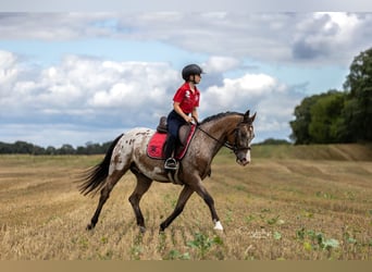 Pony Felinski, Caballo castrado, 9 años, 143 cm, Atigrado/Moteado