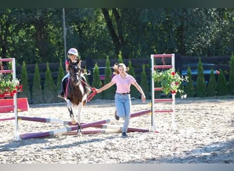 Pony Felinski, Castrone, 13 Anni, 133 cm, Pezzato
