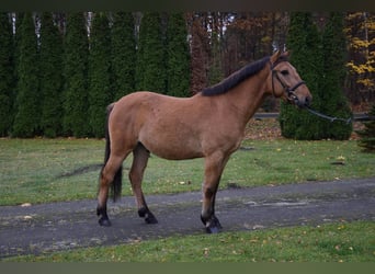 Pony Felinski, Castrone, 3 Anni, 147 cm, Falbo
