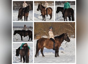 Pony Felinski Mix, Castrone, 4 Anni, 120 cm, Dunalino