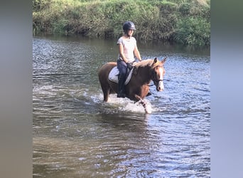 Pony Felinski, Castrone, 4 Anni, 144 cm, Sauro
