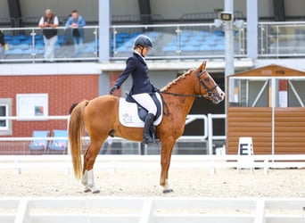 Pony Felinski, Castrone, 4 Anni, 144 cm, Sauro