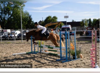 Pony Felinski, Castrone, 4 Anni, 144 cm, Sauro