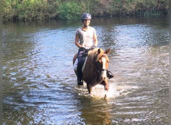 Pony Felinski, Castrone, 4 Anni, 144 cm, Sauro
