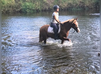 Pony Felinski, Castrone, 4 Anni, 144 cm, Sauro