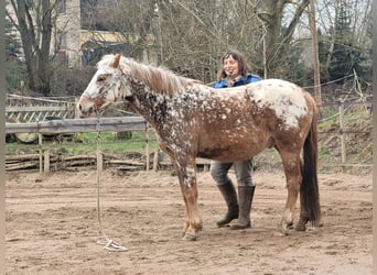 Pony Felinski Mix, Castrone, 4 Anni, 146 cm, Leopard