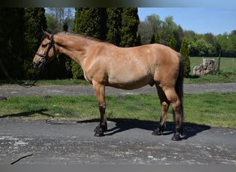 Pony Felinski, Castrone, 4 Anni, 147 cm, Falbo