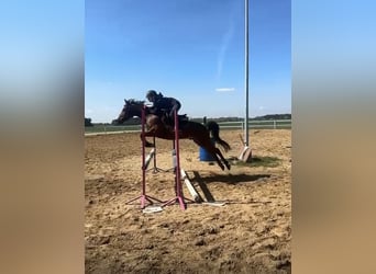 Pony Felinski, Castrone, 8 Anni, 141 cm, Baio