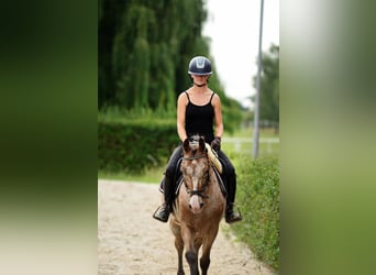 Pony Felinski, Castrone, 9 Anni, 143 cm, Leopard