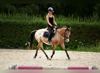 Pony Felinski, Castrone, 9 Anni, 143 cm, Leopard