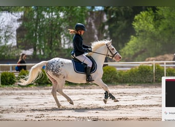 Pony Felinski, Giumenta, 5 Anni, 138 cm, Leopard