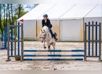 Pony Felinski, Giumenta, 5 Anni, 138 cm, Leopard