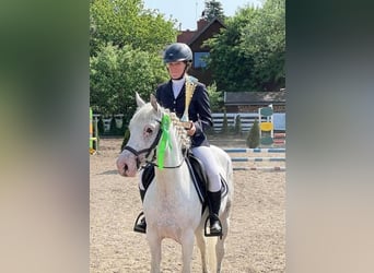 Pony Felinski, Giumenta, 5 Anni, 138 cm, Leopard