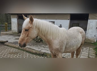 Pony Felinski, Semental, 2 años, 137 cm, Palomino