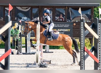 Pony Felinski, Yegua, 17 años, 140 cm, Castaño